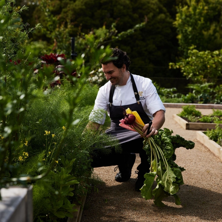 In the soft light of the Mornington Peninsula, a chef gracefully plucks vibrant vegetables from the earth at Pt Leo Estate's garden, Merricks, Mornington Peninsula, Victoria © Tourism Australia