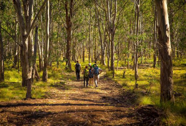 Hikers walking through the bush surrounded by trees on the Scenic Rim Trail, Scenic Rim, Queensland © Spicers Retreat/ Great Walks of Australia
