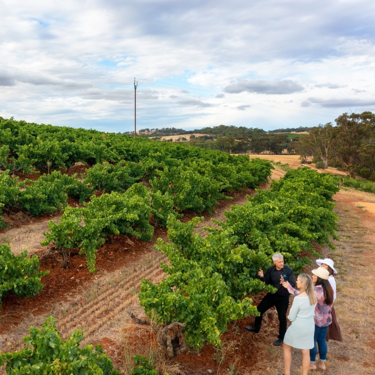 Vineyard tour at Seppeltsfied, Seppeltsfield, Barossa Valley, South Australia © Tourism Australia