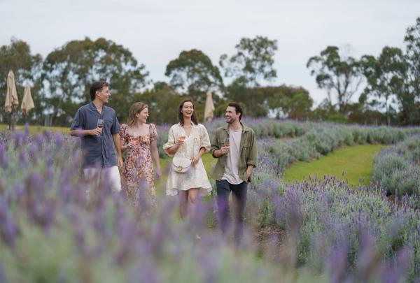 Group walking through the lavender fields at Sirromet, Mount Cotton, Brisbane, Queensland © Tourism Australia