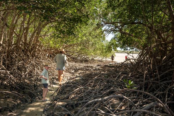 Mother and son walk through mangroves on an Indigenous tour in the Dampier Peninsula, Western Australia © James Fisher Photography/Tourism Australia