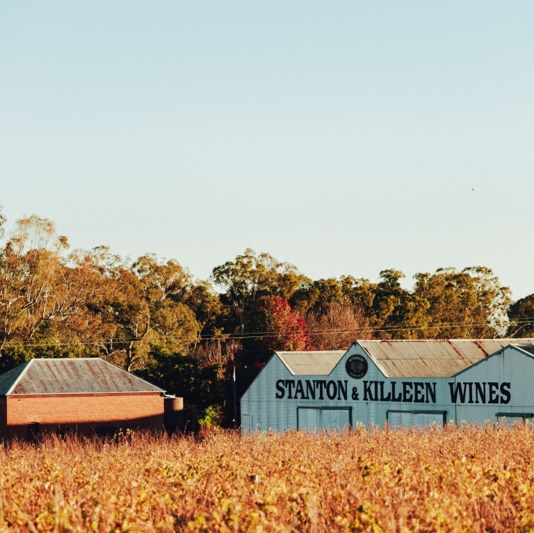 A golden vineyard in the foreground leads to the historic white winery building of Stanton and Killeen in the Murray River region, Victoria. The clear blue sky and autumn trees create a warm, inviting rural atmosphere. © Stanton & Killeen