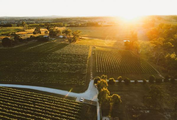 Aerial shot of Hill Park vineyard with sunrise, Swinging Bridge, Orange, Central New South Wales, New South Wales © Swinging Bridge