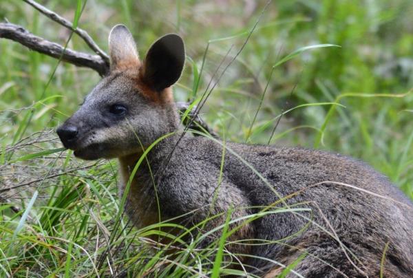 Swamp wallaby standing in grass, Sydney, New South Wales © Sydney Bespoke Tours