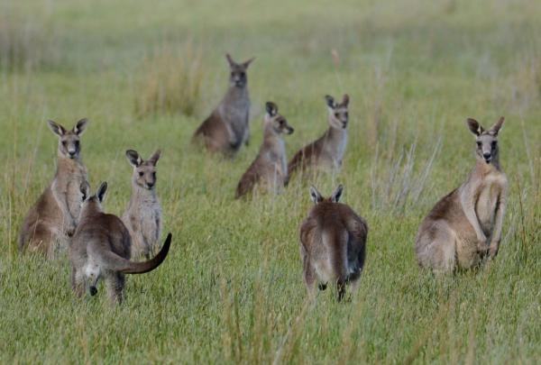 A mob of kangaroos standing in the grasslands, Sydney, New South Wales © Sydney Bespoke Tours