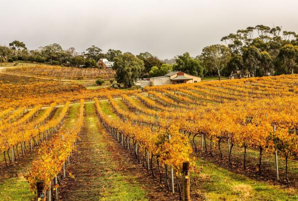 Vineyard at The Louise, Barossa Valley, South Australia © The Louise, Baillie Lodges