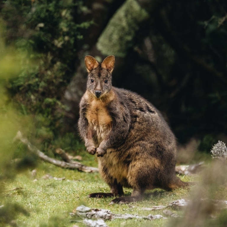 Bush wallaby, The Maria Island Walk, Maria Island, Tasmania © The Maria Island Walk