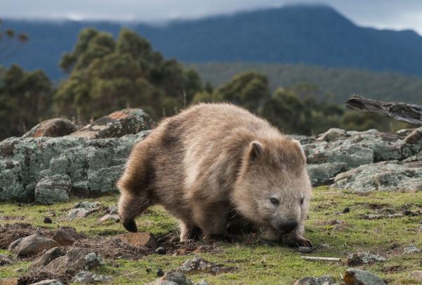 Common wombat - The Maria Island Walk, Tasmania - A beautiful wombat is seen grazing peacefully on Maria Island, surrounded by native bushland. Hikers taking part in The Maria Island Walk pause quietly nearby, watching the iconic marsupial in its natural habitat. The wombat’s thick fur catches the sunlight as it moves slowly through the grass, undisturbed by its curious observers.  © The Maria Island Walk