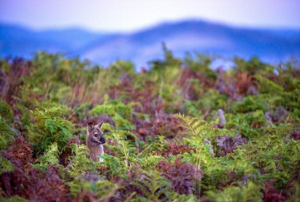 Bennett's wallaby in bracken fern, The Maria Island Walk, Maria Island, Tasmania © The Maria Island Walk