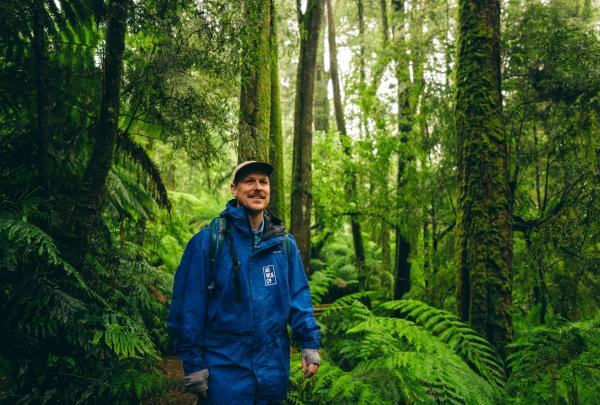 A person walks slowly through the lush, vibrant green rainforest of Melba Gully on the Twelve Apostles Signature Walk. Towering trees surround them, their trunks and branches thickly covered in moss. The forest floor is dense with large, healthy ferns that fill the undergrowth, creating a peaceful, almost magical atmosphere in the shaded light. © Tourism Australia