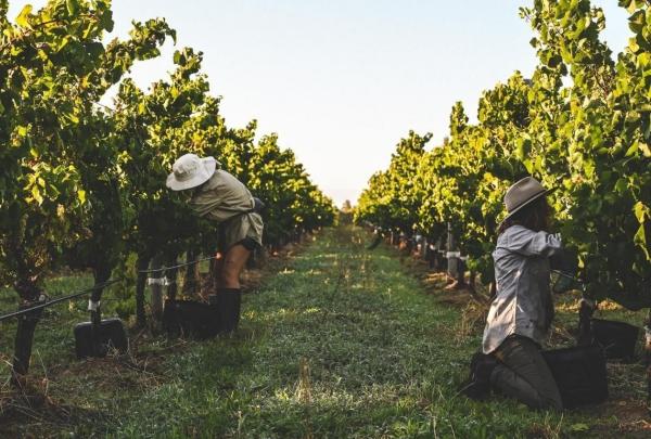 Manual harvesting of grapes at Voyager Estate, Stevens Valley, Margaret River, Western Australia © Voyager Estate