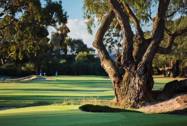 Low angle view of the golf course at Woodlands Golf Club, Mordialloc, Victoria © Great Golf Courses of Australia