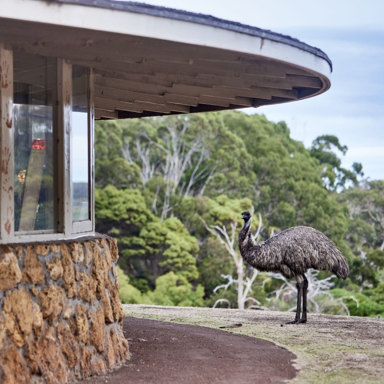 Emu spotted at Worn Gundidj @ Tower Hill, Great Ocean Road, Victoria © Tourism Australia
