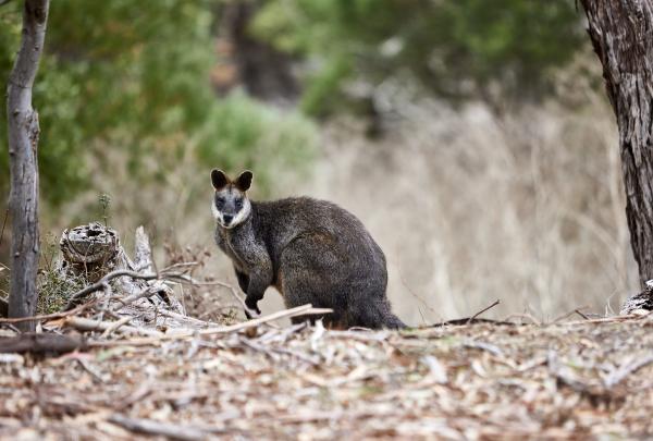 Wallaby spotted at Worn Gundidj @ Tower Hill, Great Ocean Road, Victoria © Tourism Australia